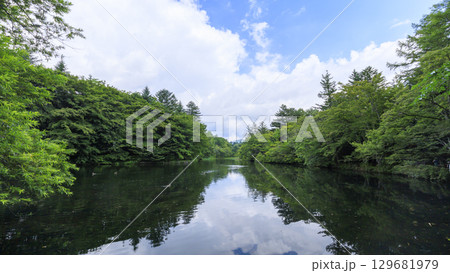 緑に包まれた長野県軽井沢町の雲場池 緑に包まれた長野県軽井沢町の雲場池 129681979