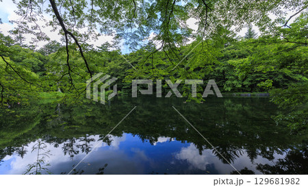 緑に包まれた長野県軽井沢町の雲場池 緑に包まれた長野県軽井沢町の雲場池 129681982