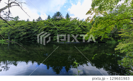 緑に包まれた長野県軽井沢町の雲場池 129681983