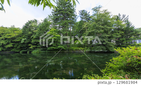 緑に包まれた長野県軽井沢町の雲場池 緑に包まれた長野県軽井沢町の雲場池 129681984