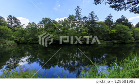 緑に包まれた長野県軽井沢町の雲場池 129681988