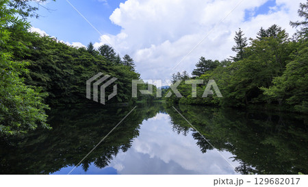 緑に包まれた長野県軽井沢町の雲場池 129682017