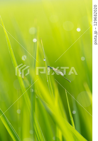 朝露に濡れる植物とトンボ 朝露に濡れる植物とトンボ 129682020