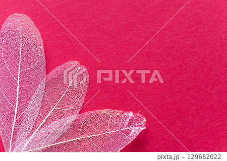 赤背景に美しい白い葉脈 スケルトンリーフ 赤背景に美しい白い葉脈 スケルトンリーフ 129682022