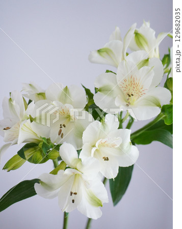 白いアルストロメリアの花 白いアルストロメリアの花 129682035