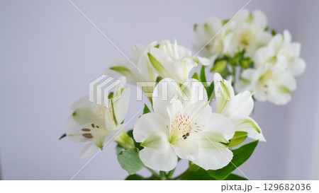 白いアルストロメリアの花 白いアルストロメリアの花 129682036