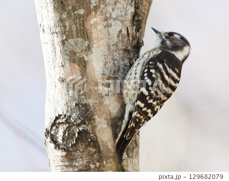 コゲラ コゲラ 129682079