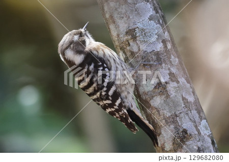 コゲラ コゲラ 129682080