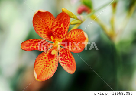 ヒオウギの花 129682089