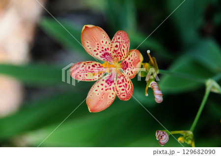 ヒオウギの花 ヒオウギの花 129682090