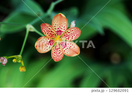 ヒオウギの花 129682091