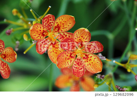 ヒオウギの花 129682096