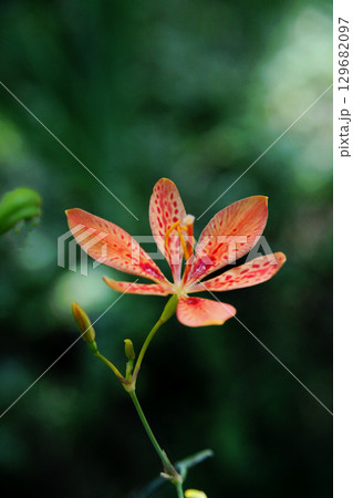 ヒオウギの花 ヒオウギの花 129682097