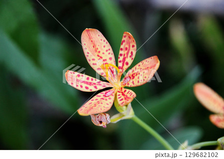 ヒオウギの花 129682102