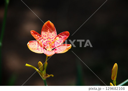 ヒオウギの花 129682108