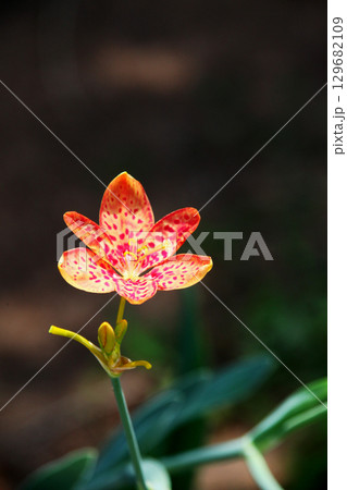 ヒオウギの花 129682109