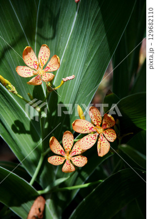 ヒオウギの花 129682110