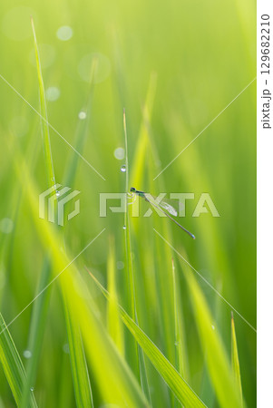 朝露に濡れる植物とトンボ 129682210