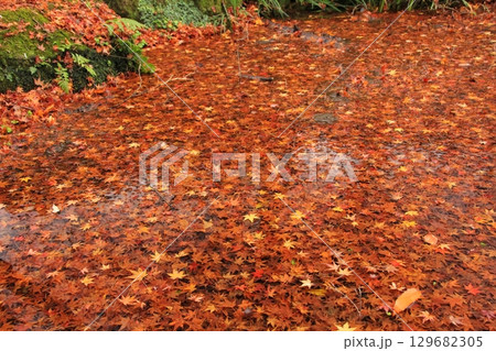 池を埋め尽くした紅葉 129682305