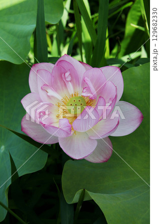 ハスの花 129682330