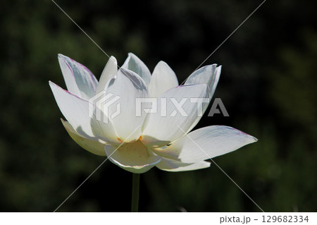 ハスの花 ハスの花 129682334