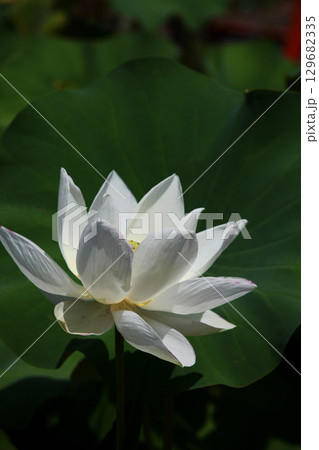 ハスの花 129682335