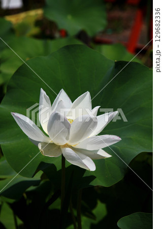 ハスの花 ハスの花 129682336