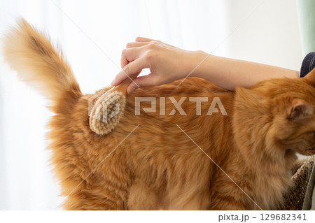 ネコにブラシをかける　茶トラ猫 129682341