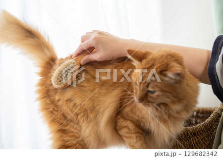 ネコにブラシをかける　茶トラ猫 129682342