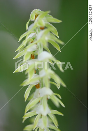 デンドロキラム マグナムの花 デンドロキラム マグナムの花 129682427