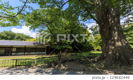 穴熊城といわれる懐古園（小諸城址）の夏 129682446