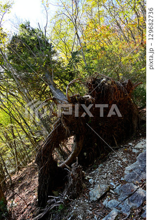 天子山地の毛無山 毛無山ルートの登山道 樅の倒木 天子山地の毛無山 毛無山ルートの登山道 樅の倒木 129682736