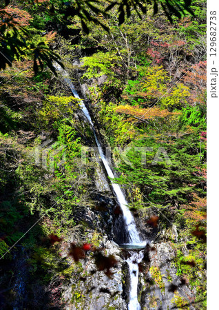天子山地の毛無山　紅葉の不動ノ滝 129682738