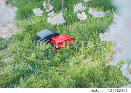 ランドセルと桜 129682801