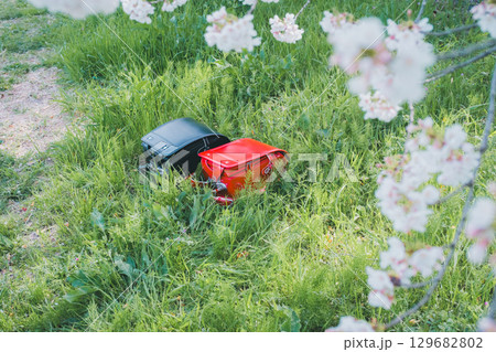ランドセルと桜 ランドセルと桜 129682802