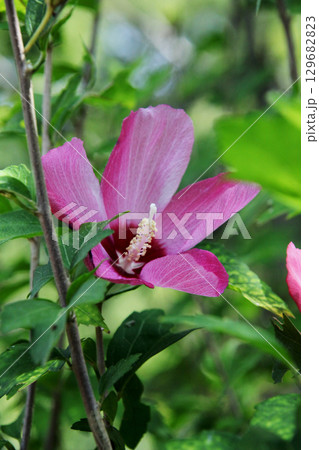 ムクゲの花 129682823