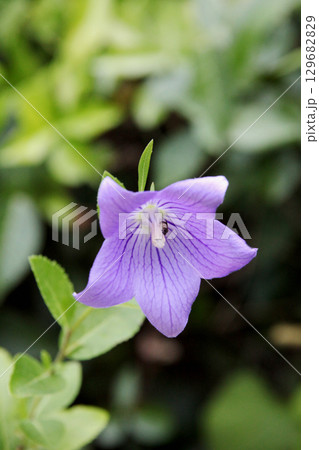 キキョウの花 129682829