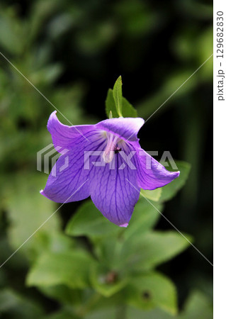 キキョウの花 キキョウの花 129682830
