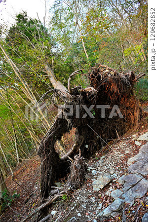 天子山地の毛無山　毛無山ルート　登山道のモミの倒木 129682852