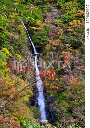 天子山地の毛無山　毛無山ルート　不動の滝見晴台から眺める紅葉纏う不動ノ滝 129682907