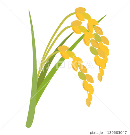 実った稲のシンプルなイラスト 129683047