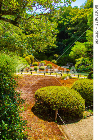 【京都風景】青蓮院 龍心池が魅せる趣きある庭 【京都風景】青蓮院 龍心池が魅せる趣きある庭 129683099