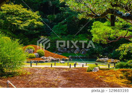 【京都風景】青蓮院　龍心池が魅せる趣きある庭 129683193