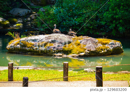 【京都風景】青蓮院　龍心池が魅せる趣きある庭 129683200