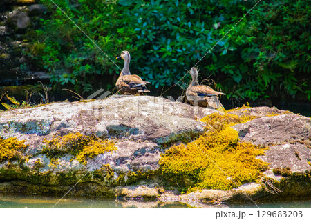 【京都風景】青蓮院　龍心池が魅せる趣きある庭 129683203