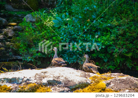 【京都風景】青蓮院　龍心池が魅せる趣きある庭 129683204