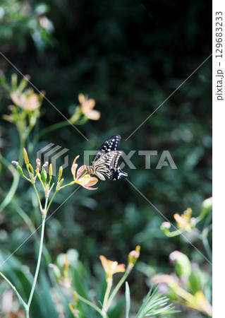 ヒオウギに止まる蝶 129683233