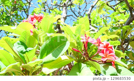 Pink plumeria flowers and bright green leaves on a tree under a blue sky Pink plumeria flowers and bright green leaves on a tree under a blue sky 129683530