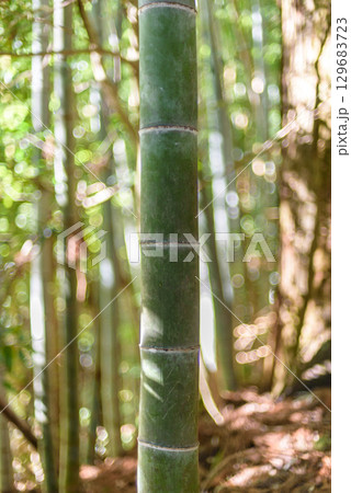 Dense bamboo forest with tall green bamboo stalks and sunlight filtering through the leaves 129683723