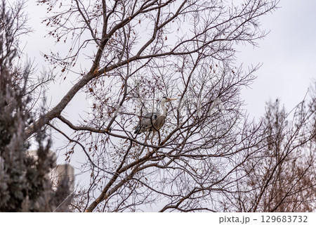 Heron perched on leafless tree branches against a cloudy sky 129683732